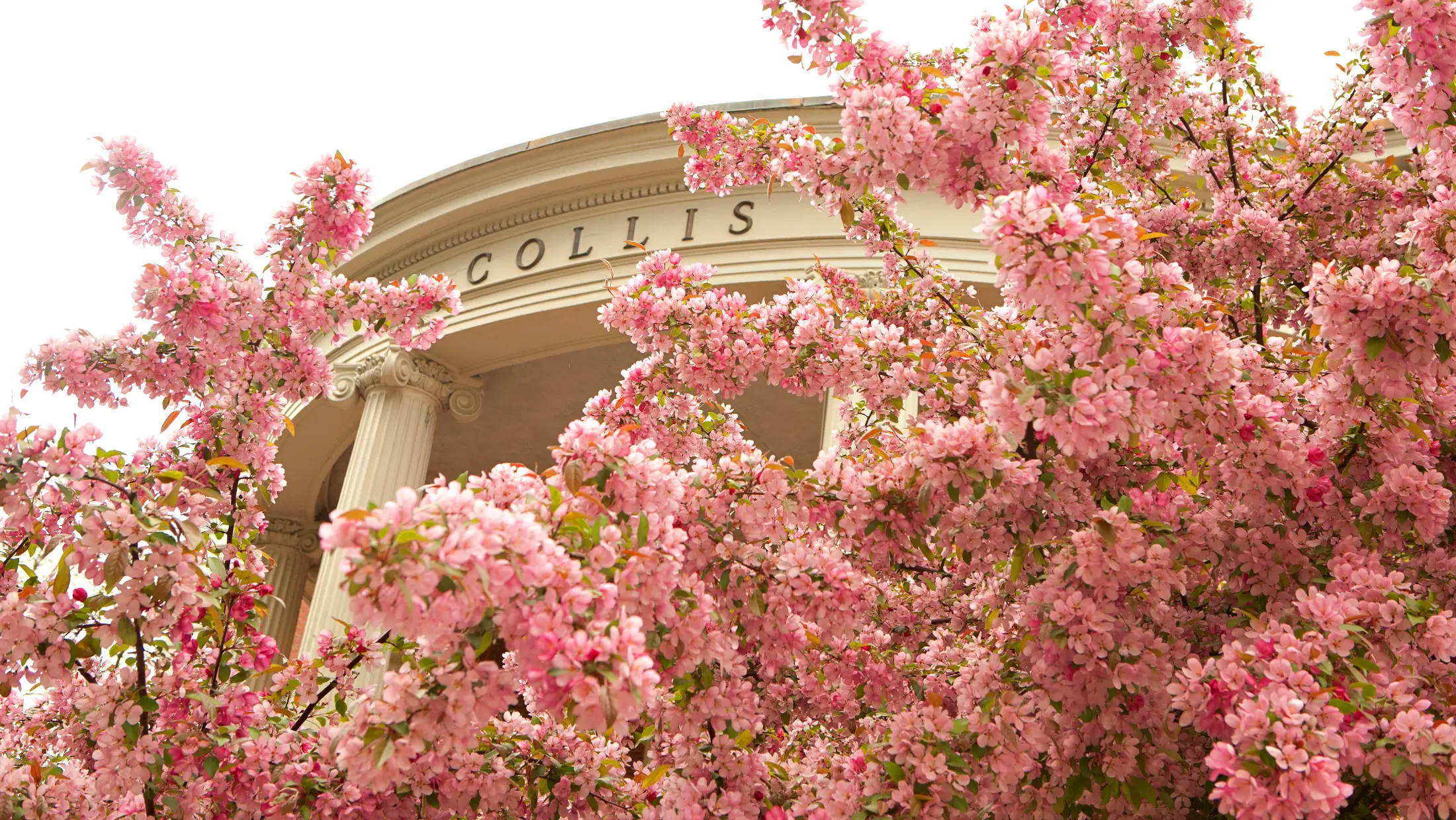 Pink spring blossoms and flowering trees in front of the Collis Student Center, Dartmouth College in Hanover, NH.